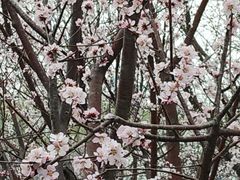 -桃花堤公园