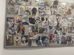 -宠物星动物医院·眼科·异宠·猫科(江南大道总院)