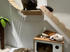 -COLOR PETS 撸猫馆·购猫·猫咖(长风大悦城店)