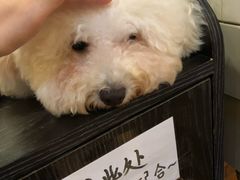 -more than meow吴止猫主题餐厅(承德 中船汇店)