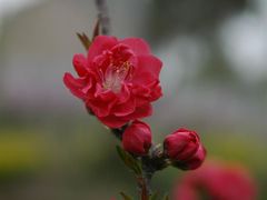 -南汇桃花村
