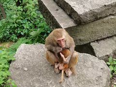 -黔灵山公园
