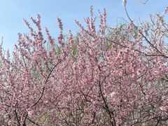 -桃花堤公园