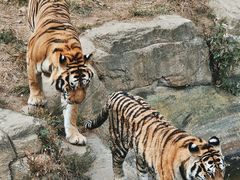 -大连森林动物园