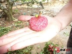 香山鸡嘴荔枝-香山鸡嘴荔枝