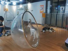 -Husky Go! 哈士奇体验馆·宠物咖啡厅狗咖