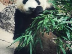 -都江堰中华大熊猫苑