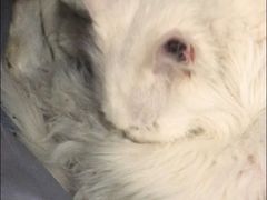 -美联众合动物医院·24h京西诊疗中心