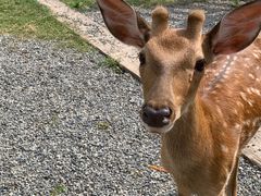 -前小桔亲子创意农场·草莓采摘·露营烧烤