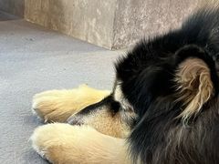 -SHAN山(前滩太古里店)