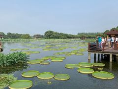 -荷塘月色湿地公园·向阳花洲