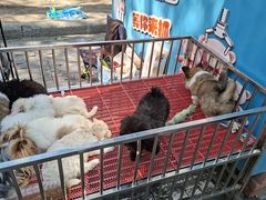 -哈尔滨道外花鸟鱼市场