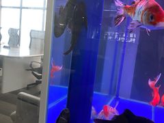 -武汉花鸟市场