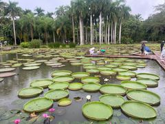 -中国科学院西双版纳热带植物园