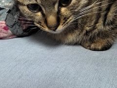 -康爱犬猫诊所·牙专科·骨外科·影像内科(丰宁店)