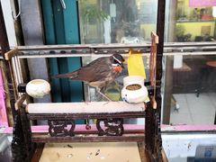-万商花鸟市场