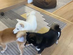 -南京Hallo宠物乐园·哈罗犬舍·柴犬繁育基地