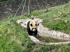 -卧龙中华大熊猫苑神树坪基地