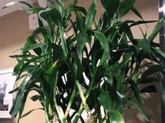 -皇城根·鲁菜济南菜·吊炉烤鸭·炒鸡鱼头(济南旗舰店)