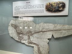 -辽宁古生物博物馆