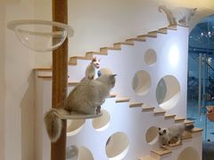 -猫域·湾主题猫咖·宠物吧(南坪城市广场店)