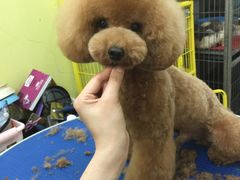 -爱宠屋pet shop·宠物洗澡·宠物美容