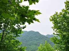 -四川省成都市彭州市白鹿镇