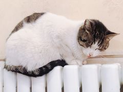 -新疆大盘鸡·十八年老店