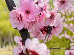 -顾村公园