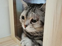 -猫友咖啡店(玉林西路店)