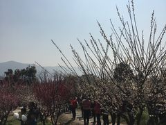 -香雪海