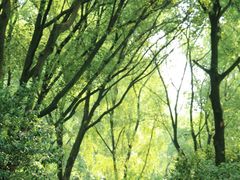 -上海共青森林公园