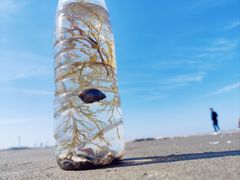 -启东黄金海滩景区