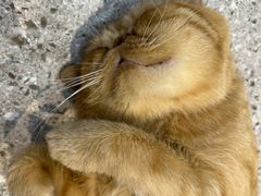 -四月宠物医院·猫专科·心脏专科·内科(转塘店)
