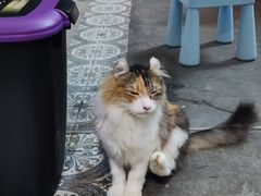 -more than meow吴止猫主题餐厅(承德 中船汇店)