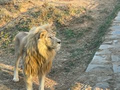 -石家庄市动物园