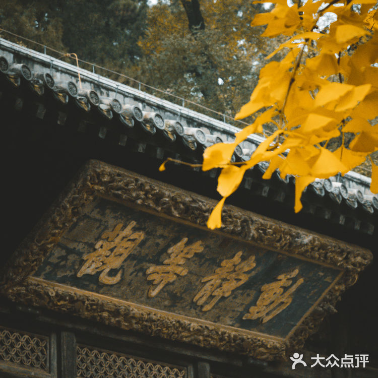 错过大觉寺的银杏，你就错过了整个北京的秋