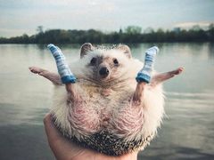 -龙泉人椰子鸡.糟粕醋.海南菜(三亚旗舰店)