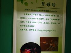 -上海昆虫博物馆