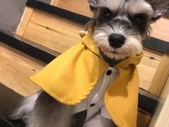 -小尾巴宠物店(万科·金域华庭店)