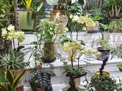 -朝来春花卉市场