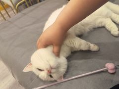 -BABIT巴比特宠物(MOMOPARK店)