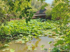 -溱湖国家湿地公园