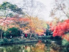 -秋霞圃