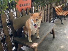 -柴犬高等学院·狗咖·柴犬售卖·宠物训练