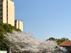 -高东镇樱花园