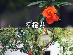 -拙政园