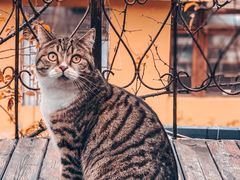 -喵屿·大理花园猫咖