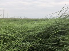 -鄱阳湖国家湿地公园