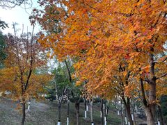 -大兴滨河森林公园